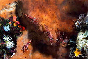 Dancing Shrimp/Photographed with a Canon 60 mm macro lens... by Laurie Slawson 